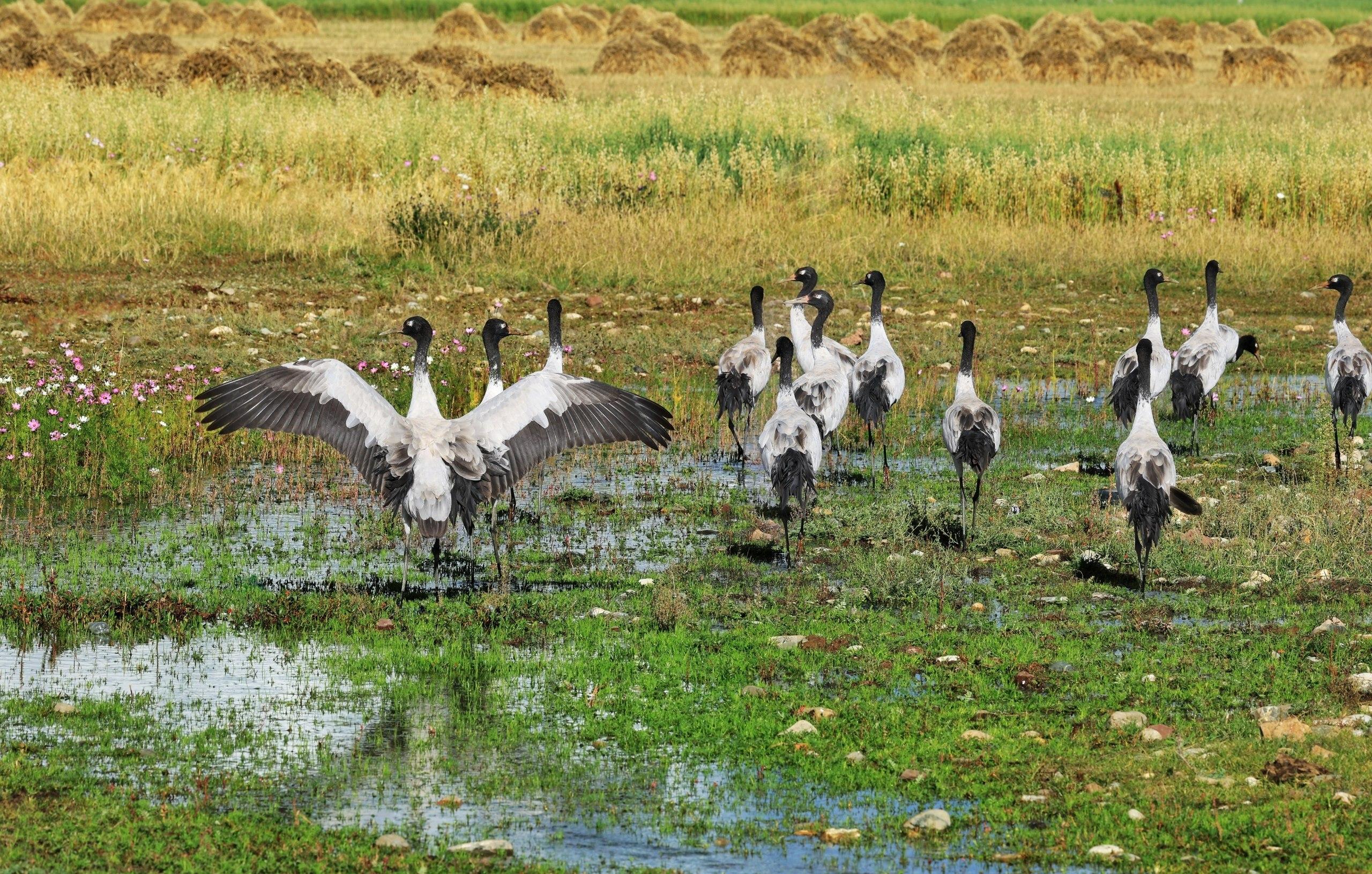 A flock of black-necked cranes feeding in a wetland meadow in Phobjikha Valley