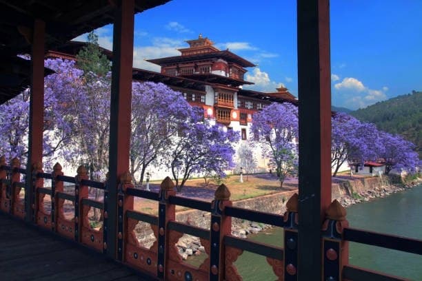 Punakha Dzong framed by jacaranda trees beside the Mo Chhu