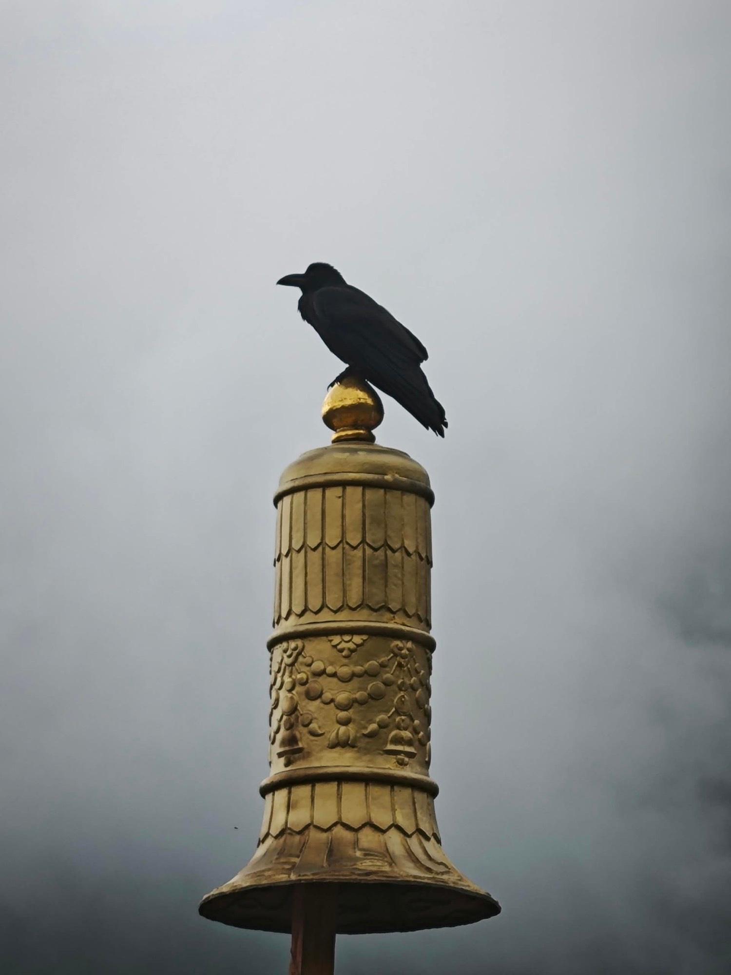 A raven perched on a gilded Bhutanese finial beneath a rain-heavy sky