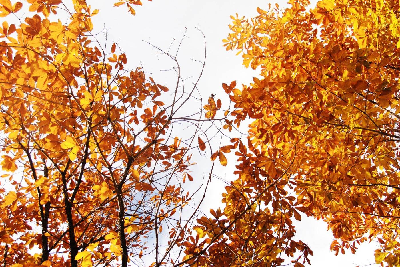 Golden autumn leaves framing the sky in Bhutan