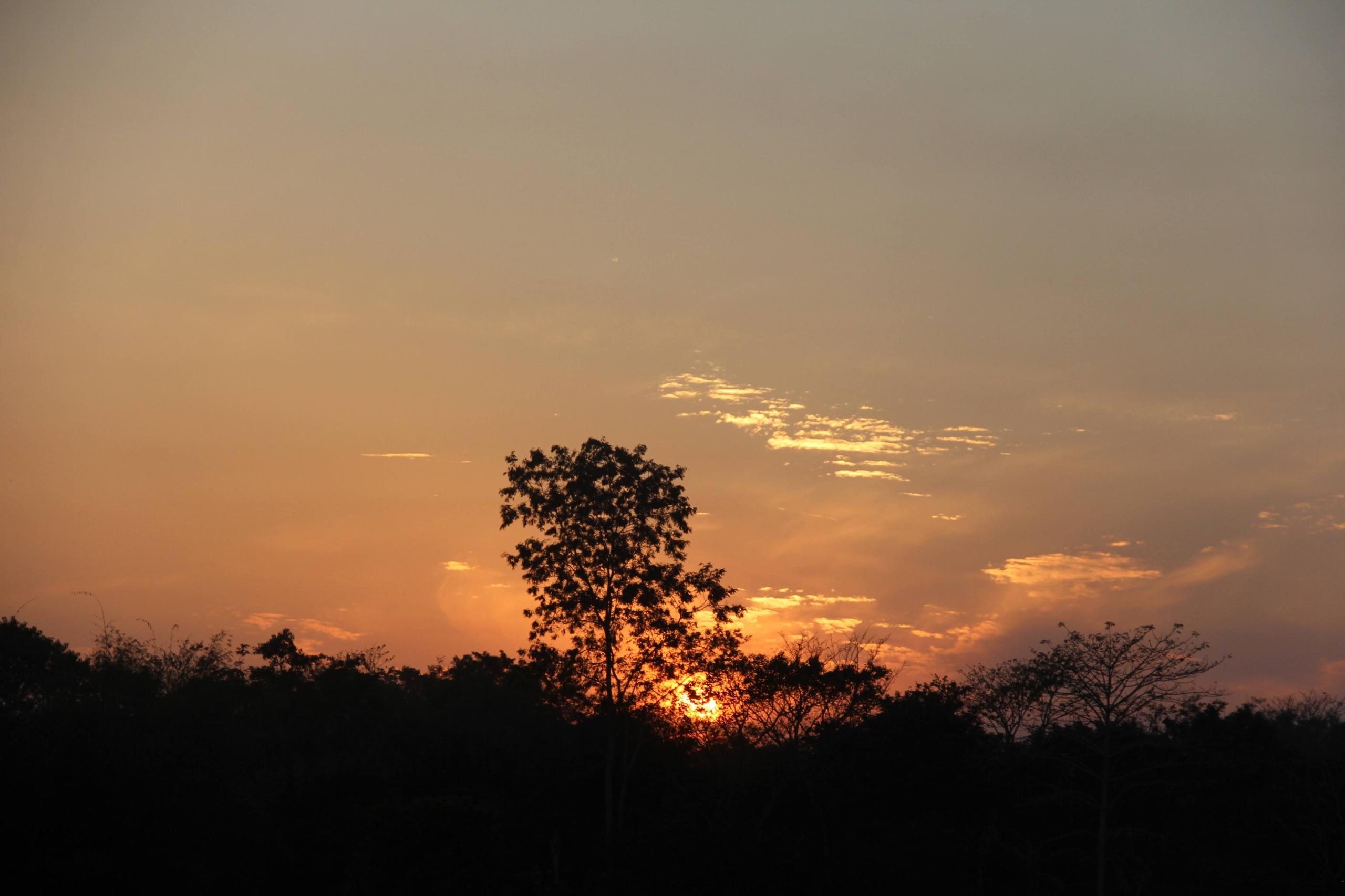 A warm Bhutanese sunset behind a solitary tree